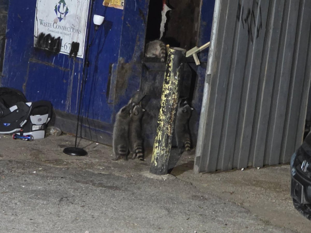 VerdantService's tweet photo. Looks like the night shift started without permission... 🦝

Overflowing dumpsters don't just attract trash. They attract unwanted visitors.

Yes... we're talking about raccoons. And once they find an easy food source, they'll keep coming back.

https://t.co/KE8yOWjDok https://t.co/4JTkTNj2ud