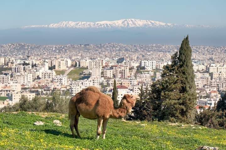 Alakofahi's tweet photo. @i24NEWS_AR من لا يرى أحمد الشرع يمثل السني المعتدل=لا يعرف شيئ عن المنطقة وشعوبها...
-
عدا عن ذلك لا يوجد أي قوة في الإقليم بإمكانها إنهاء حزب الله بإجتياح بري سوى الشرع والجيش اللبناني..
-
2027
ستدخل قوات الشرع إلى لبنان لإنهاء النفوذ الإيراني بدعم سعودي-إماراتي وبإشراف أردني وجوي إسرائيلي https://t.co/fvgbXBRPXM