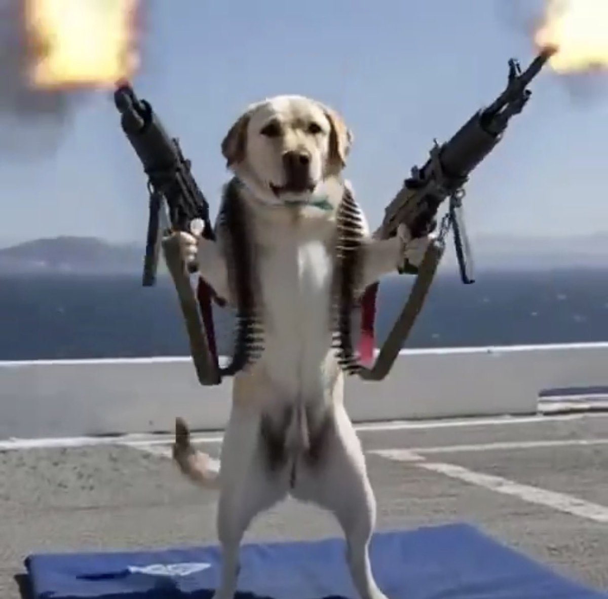 DogWifChopper's tweet photo. @bsol_x Us bullposting https://t.co/h5SmsE3wtw