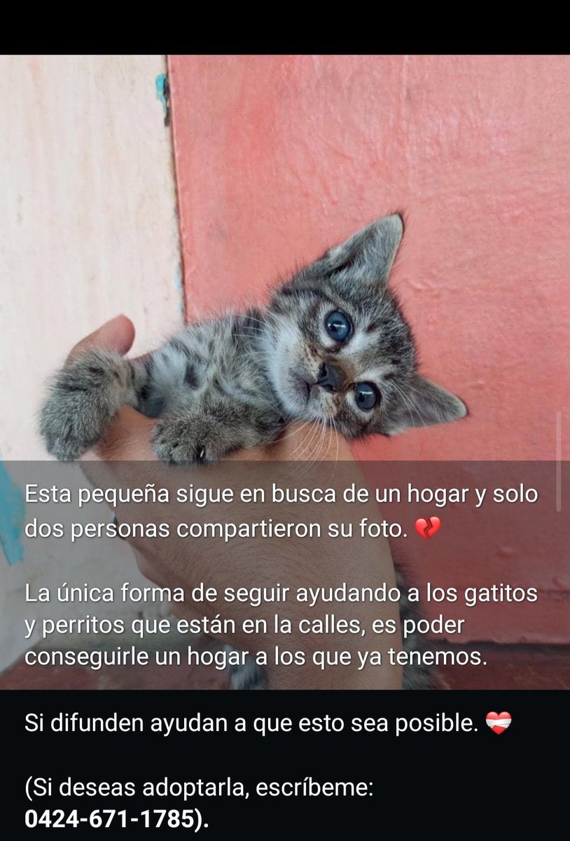 Helpcatsdog's tweet photo. https://t.co/3mwk34RZoY