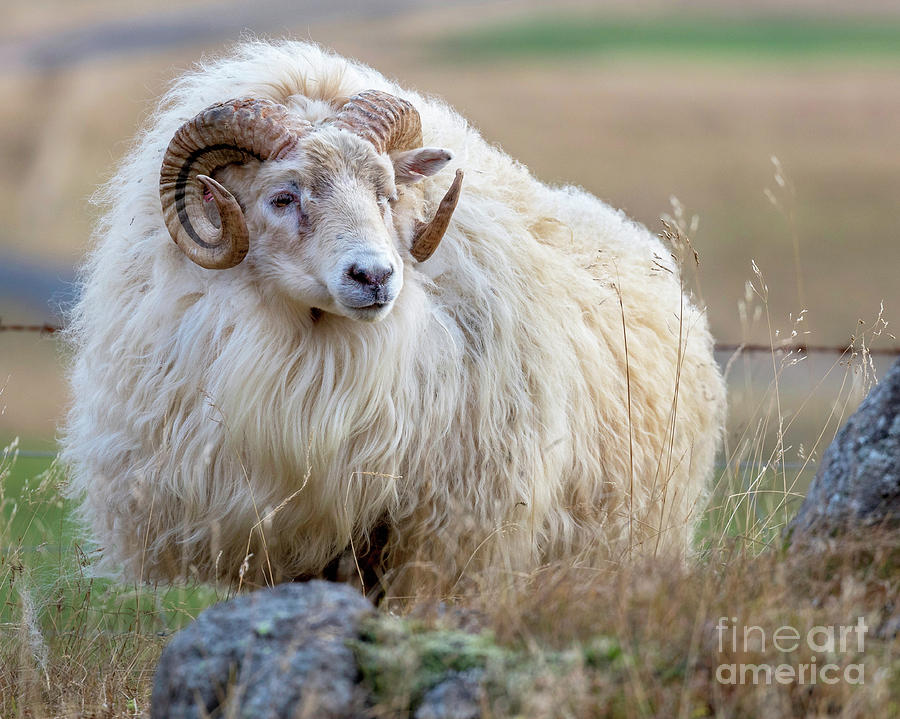 EdwardLopi's tweet photo. Vtuber 🧶 vs Species 🐏
The most beautiful Icelandic sheep on the plains 😌

🎨: @/Kavalliere_ https://t.co/5lazUoobyv