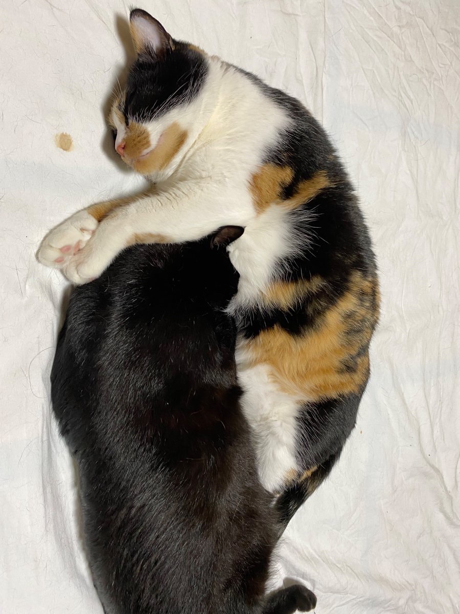 猫を吸いたい お姉ちゃん猫が大好きな弟猫がお姉ちゃん猫を吸いながら寝てるのが