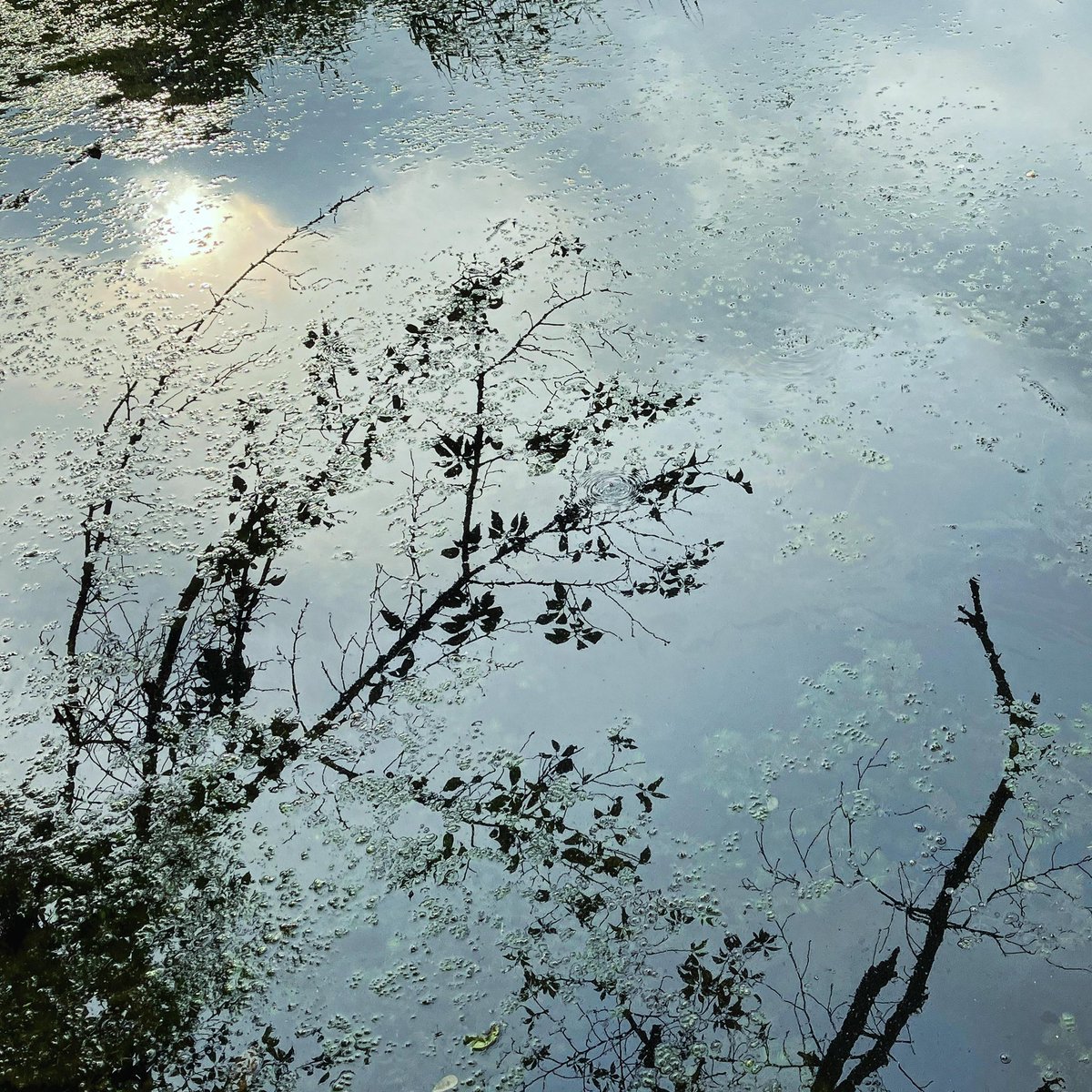 yow_f's tweet photo. みなもの世界 at 善福寺公園 下池
［2026.7.1］ https://t.co/CKR4DUsGir