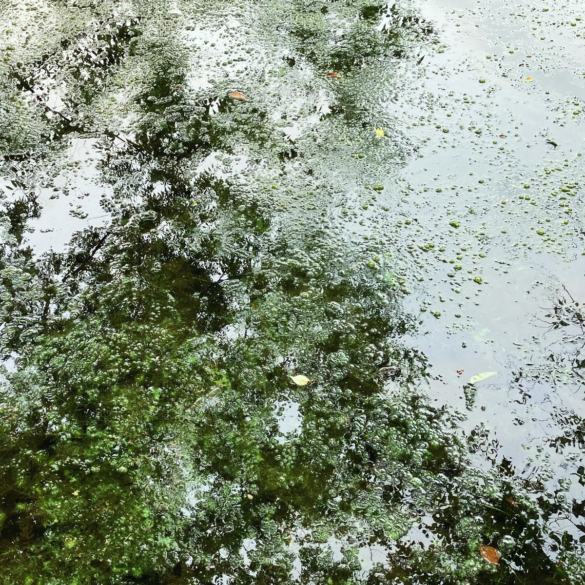 yow_f's tweet photo. みなもの世界 at 善福寺公園 下池
［2026.7.1］ https://t.co/CKR4DUsGir