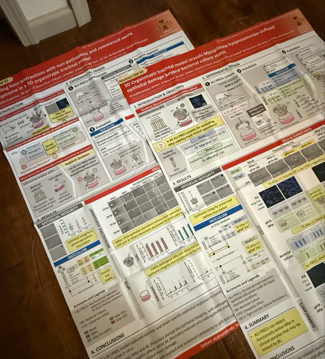 FiorellaAna's tweet photo. Ready para presentarlos en las Europas 🇵🇱 🇩🇪 …❤️🙂‍↔️🐽 https://t.co/KnTo2DCe9q