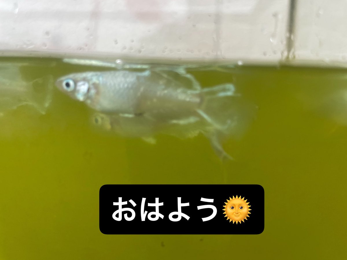 072daisago's tweet photo. おはようございます🌞
雨ですねー
頑張って行きましょ

#メダカ https://t.co/a0redLLMmY
