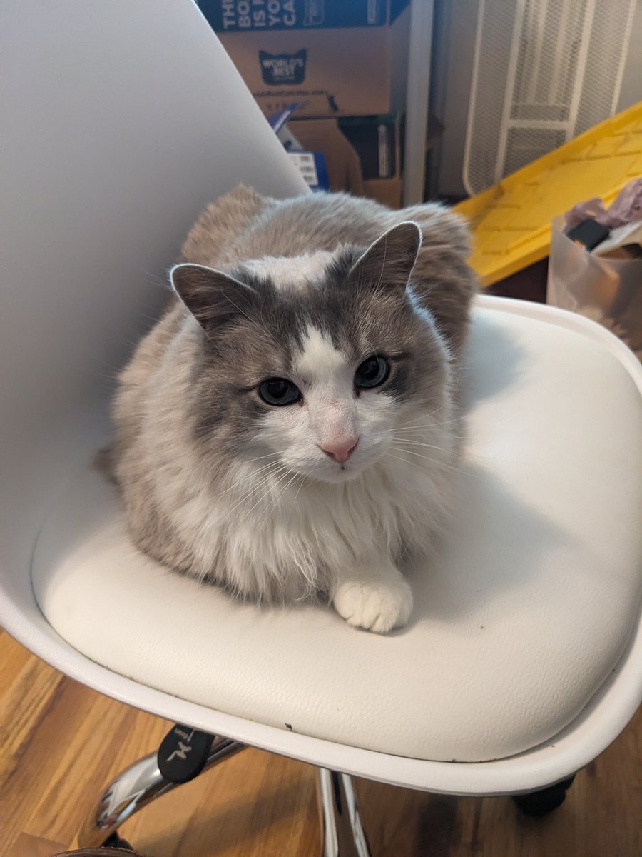 lilyybarf's tweet photo. when he takes the office chair it's like, fair. I've been in it all day, you can have your turn. https://t.co/1lZ6lQHHBv