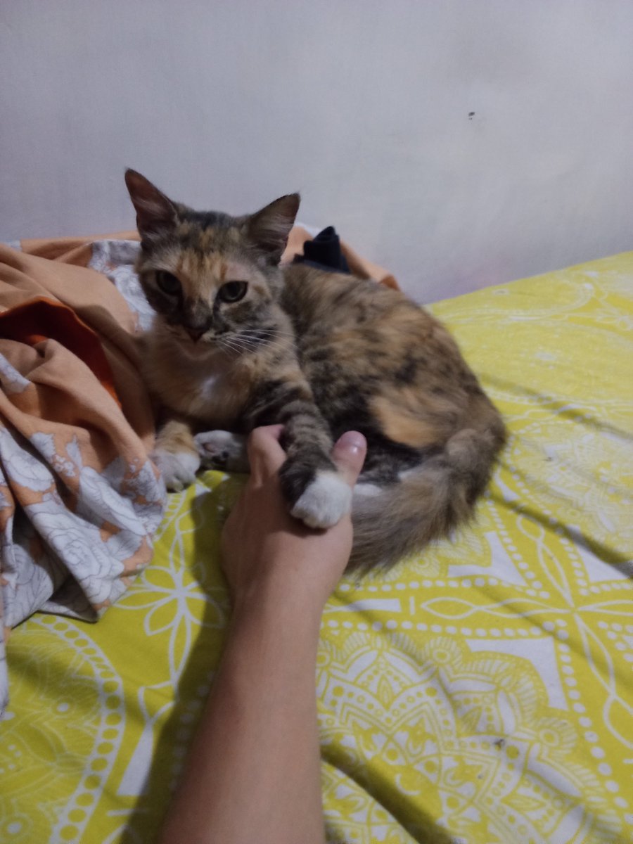 xavierolvera9's tweet photo. Amo mucho a esta desgraciada...  😻❤️ https://t.co/jGn6hVWVFK