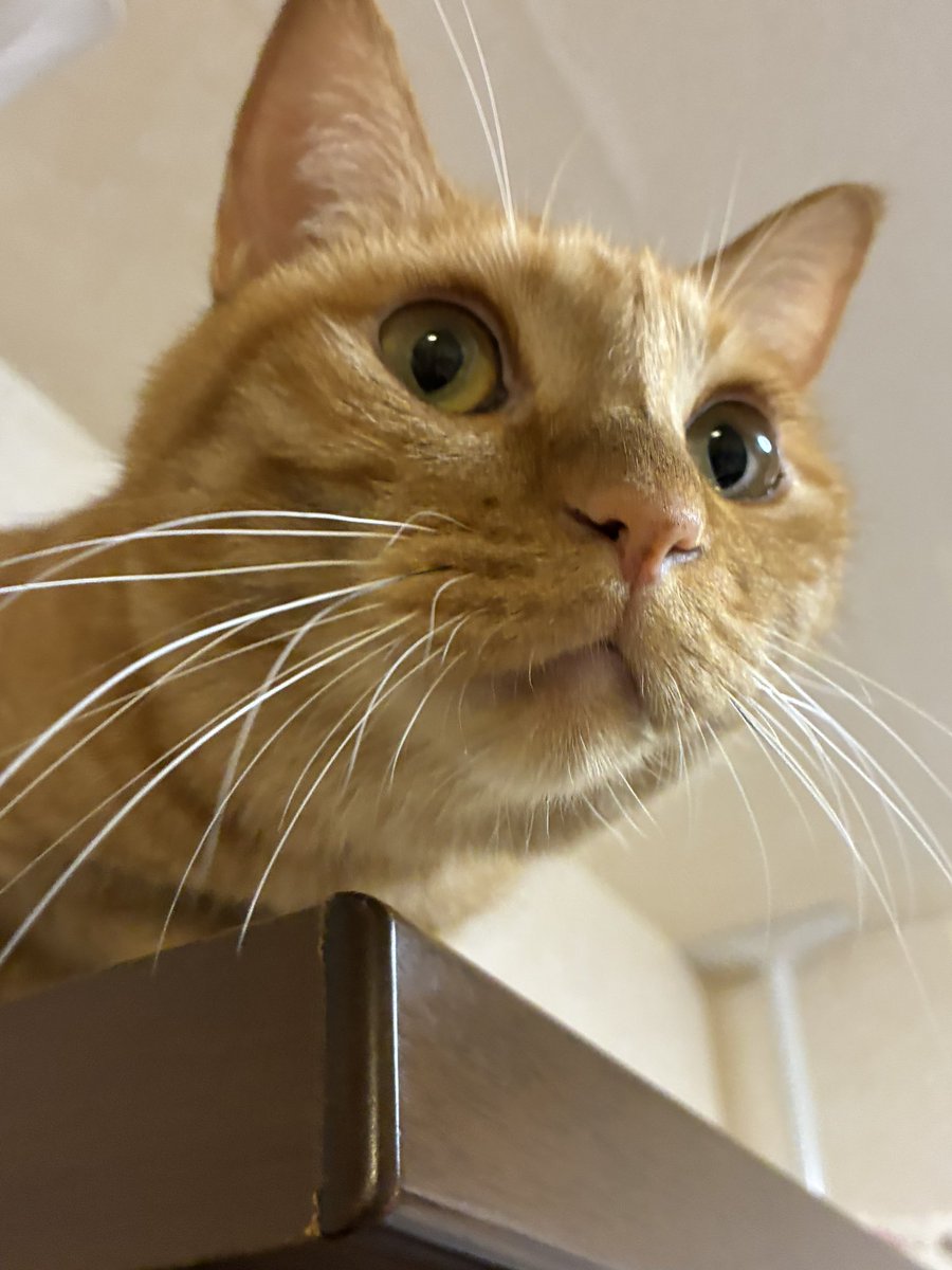 茶トラ猫