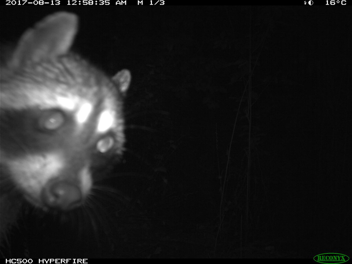 Trail_Cams's tweet photo. https://t.co/7ezYfI4hNV