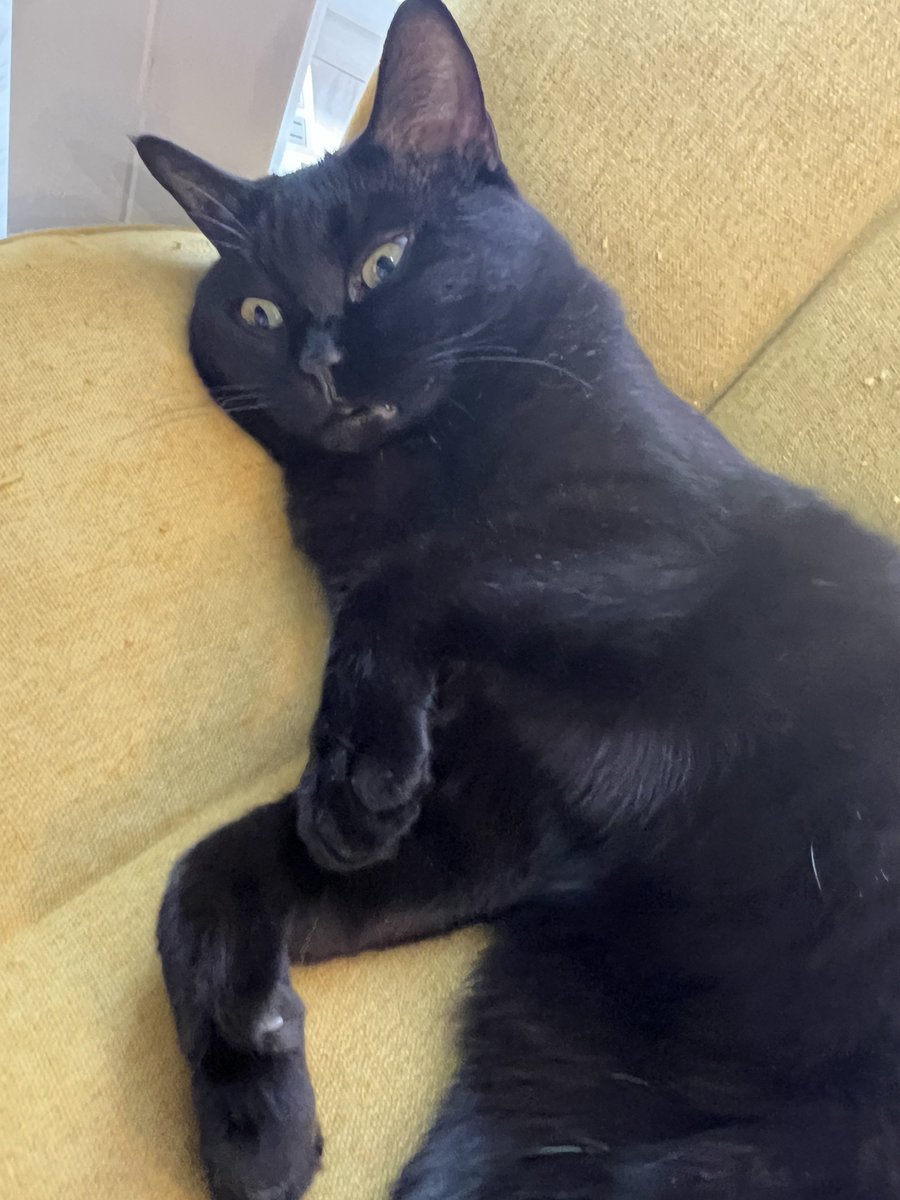 rinyuumin's tweet photo. 深夜の雨の音凄かったニャ

#黒猫おはぎ　#黒猫同盟　#猫好きさんと繋がりたい https://t.co/GwxYzh7lsM