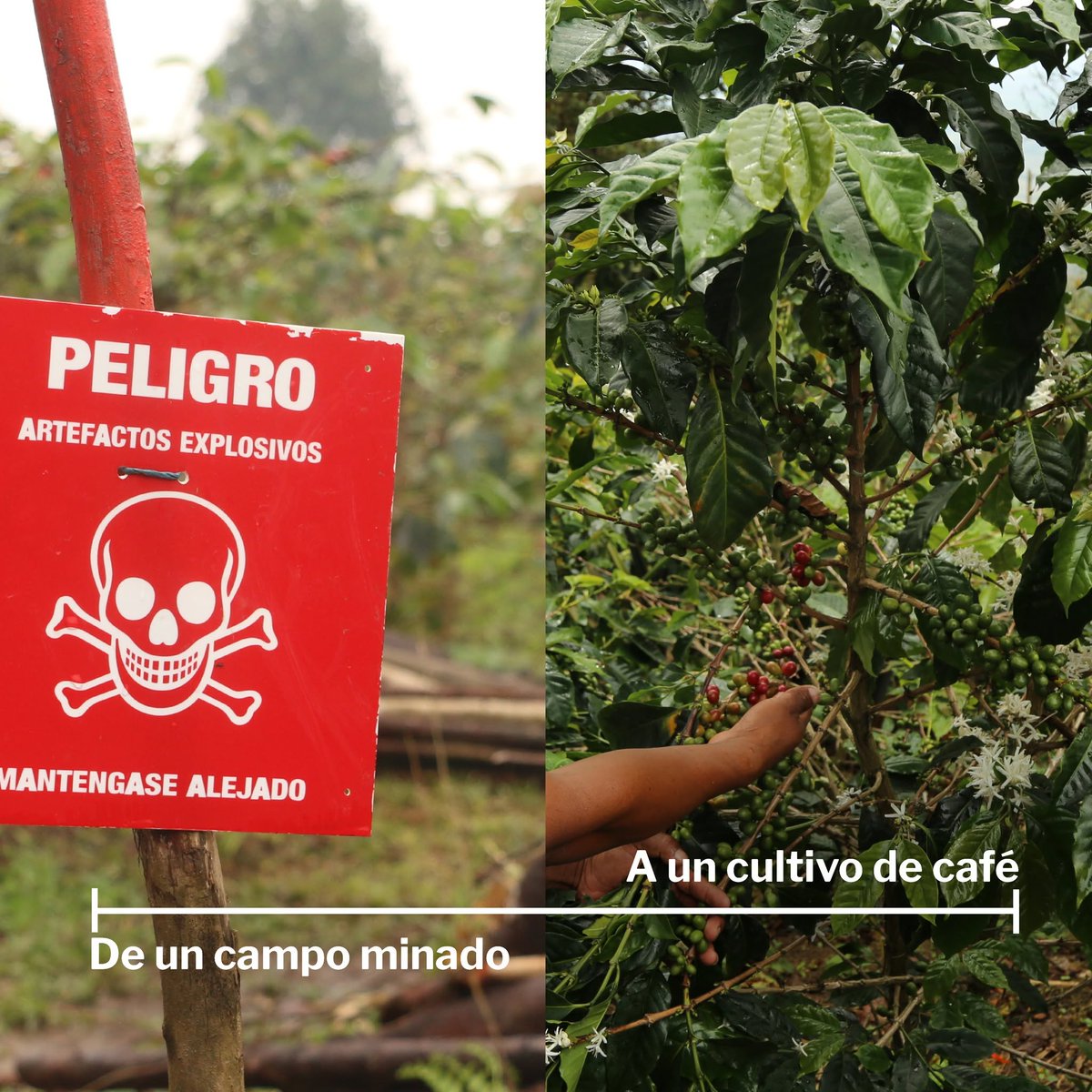 TheHALOCol's tweet photo. ¡Tenemos una nueva imagen, pero la misma misión! 💙 Presentamos la nueva identidad de marca de HALO Colombia: una evolución que refleja nuestro compromiso de salvar vidas, devolver tierras seguras y construir comunidades más seguras. Conócela aquí: https://t.co/cRXv6clWv0 🇨🇴 https://t.co/AepXgi1SHh