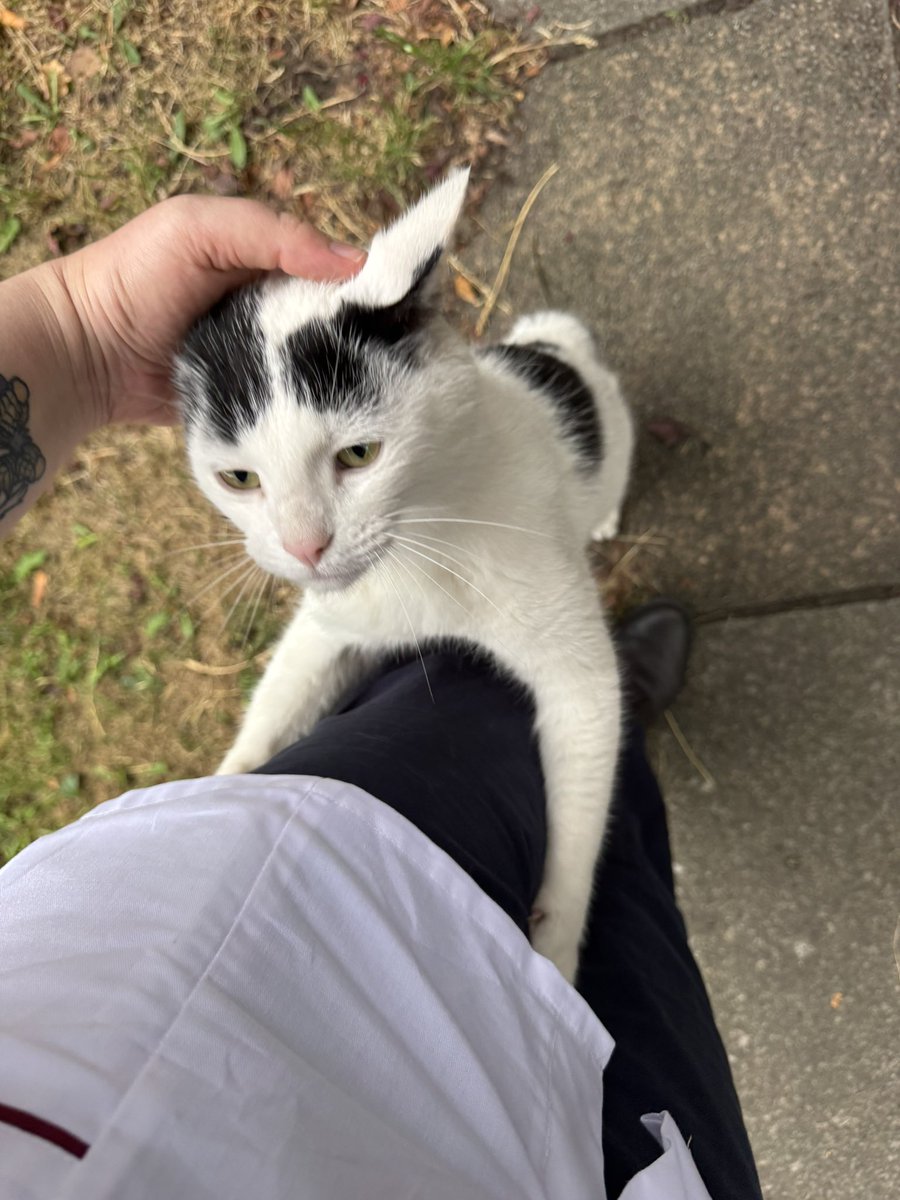 ligertail's tweet photo. A strange cat came and hugged me https://t.co/vTgAJN47Vl