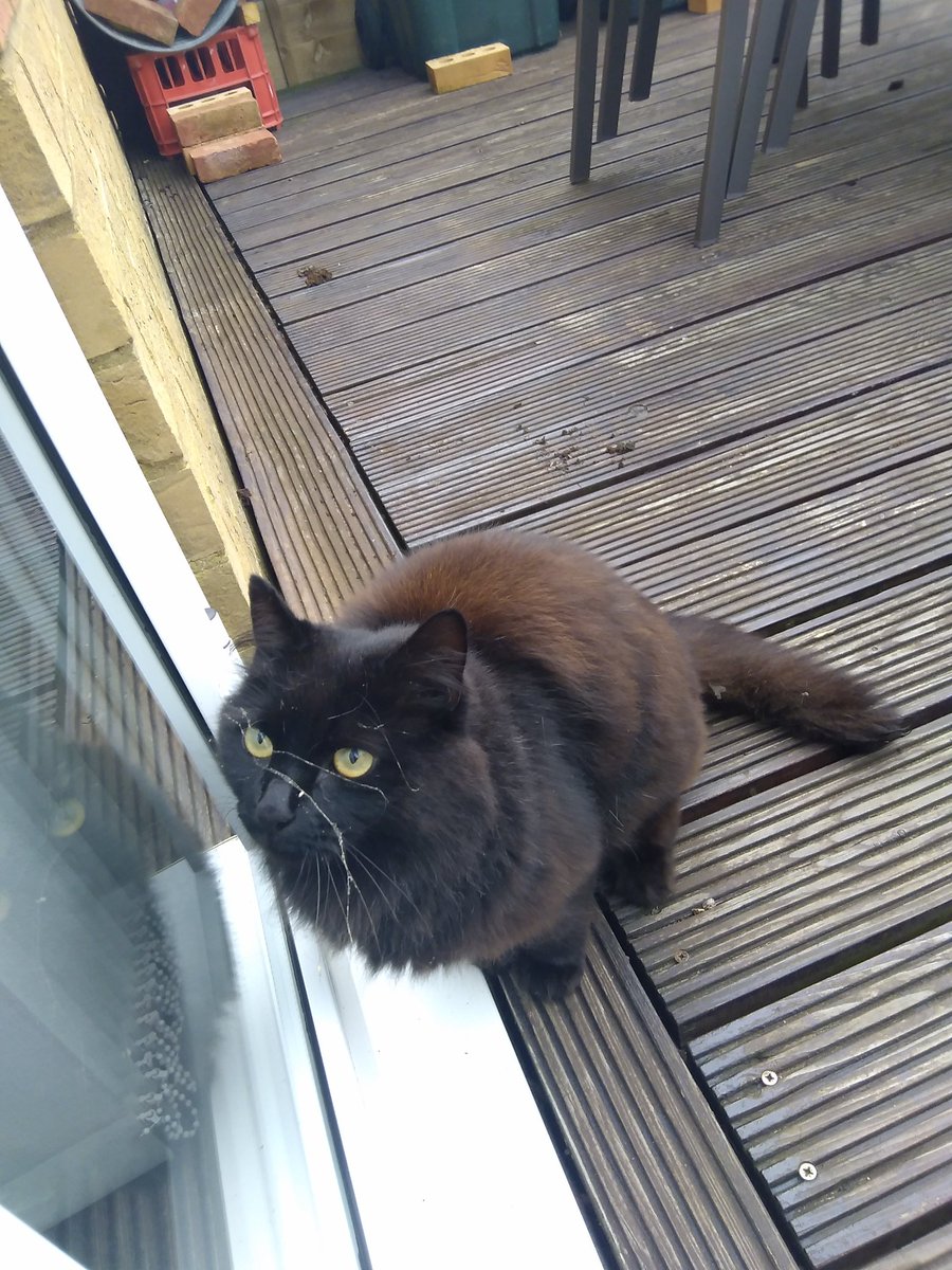 n993jjo's tweet photo. @RachelRileyRR My lodger cat Sooty.
Another lodger sox.(Tuxedo).
Live in our road but won't go home.🐈‍⬛🐈‍⬛ https://t.co/CLRsANmSne