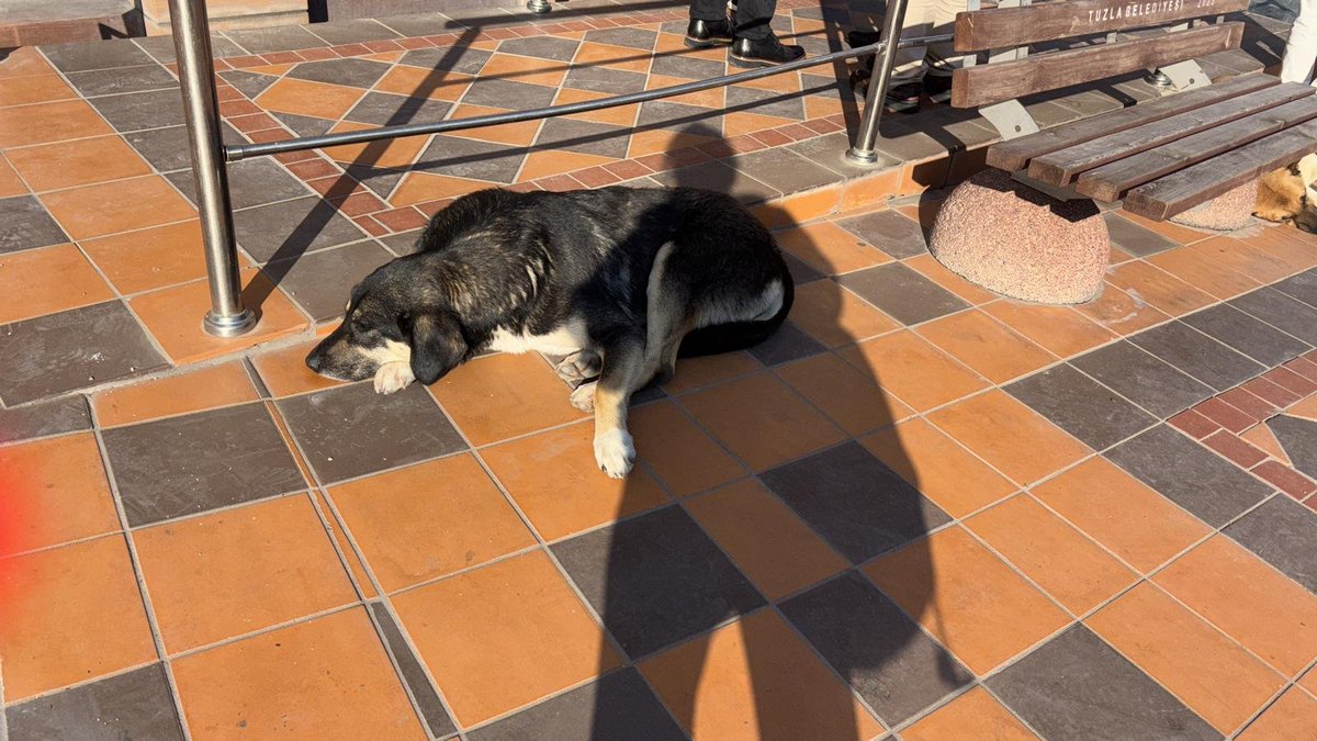 Av_Nurmese's tweet photo. Biz semtimizden barınağa alınan 15 kadar köpeği çıkaracağız. Geçici bir alan ve pansiyon ücretini karşılıyoruz bu canlara mama desteği vermek isteyen olursa adres ileteceğim 🙏🏻 Destek talep ediyoruz https://t.co/dmS2BuuO53