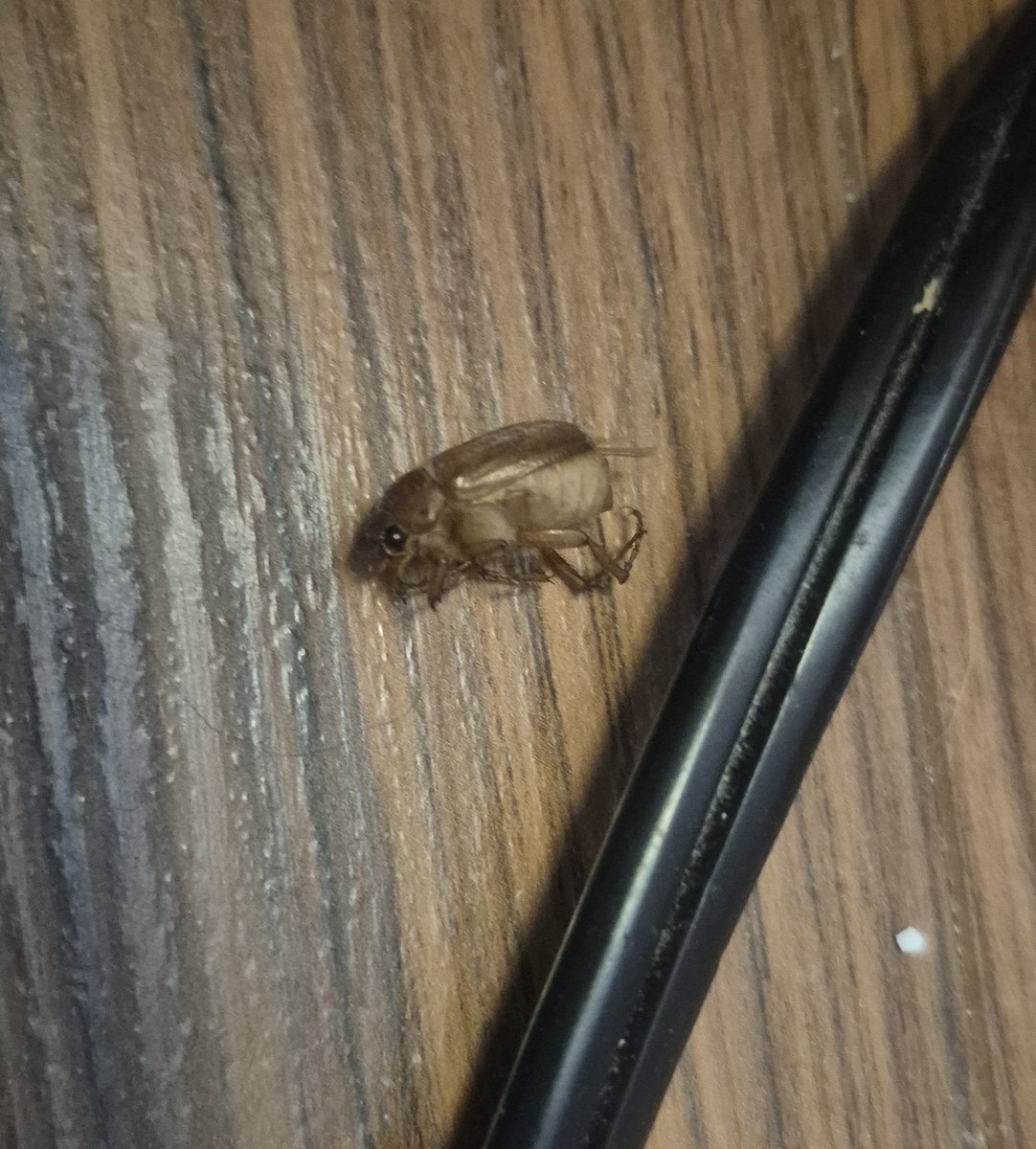 paxisaurus's tweet photo. WTF IS THIS AND WHY DOES IT LOOK LIKE A GIANT CARTOON FLEA https://t.co/W8NWGnYMlH