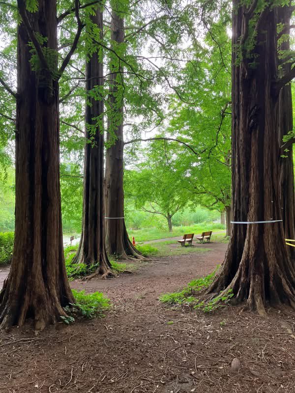 yow_f's tweet photo. 雲の稜線から柔らに照る陽光を見る行き道。
at 善福寺公園 &amp; 西荻窪
［2026.7.1］ https://t.co/mt7Aj8Iwt1