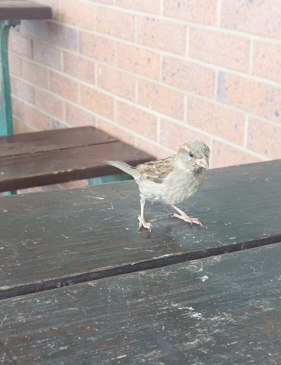 SusanComerie's tweet photo. I do love birds and seagulls, love this shot I got as 2 decided to fly off as I took the pic & this lovely little rather tame sparrow (?) got very close to pick up some crumbs โค๏ธ๐ฆ #Barmouth 27.06.2026 https://t.co/hihTZr1klz