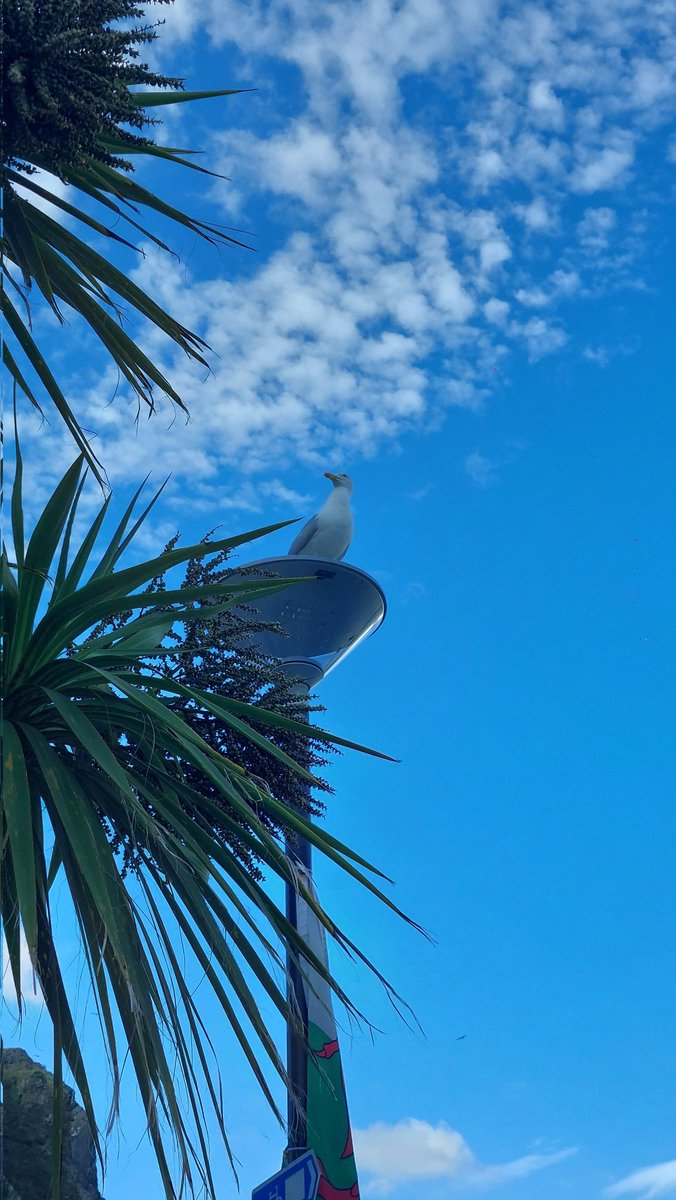 SusanComerie's tweet photo. I do love birds and seagulls, love this shot I got as 2 decided to fly off as I took the pic & this lovely little rather tame sparrow (?) got very close to pick up some crumbs โค๏ธ๐ฆ #Barmouth 27.06.2026 https://t.co/hihTZr1klz
