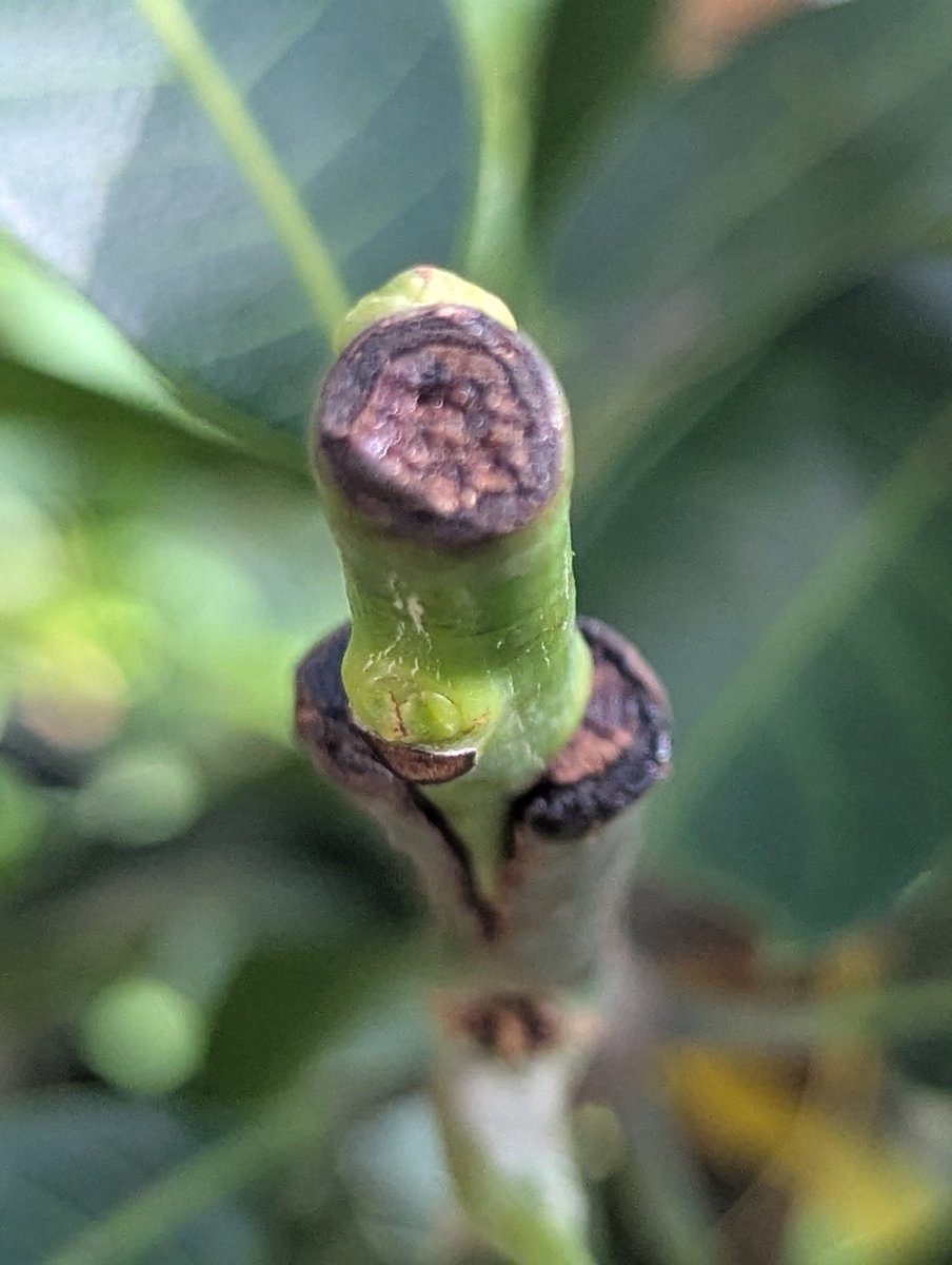 INTRADE2023XMQQ's tweet photo. Fusion of 2 plants doesn't automatically mean they will fuse. It has a low success rate and constant monitoring of the health. Once it does fuse it will symbiotically create a fusion of 2 unique plants into 1.. https://t.co/y3NOCBtJGg