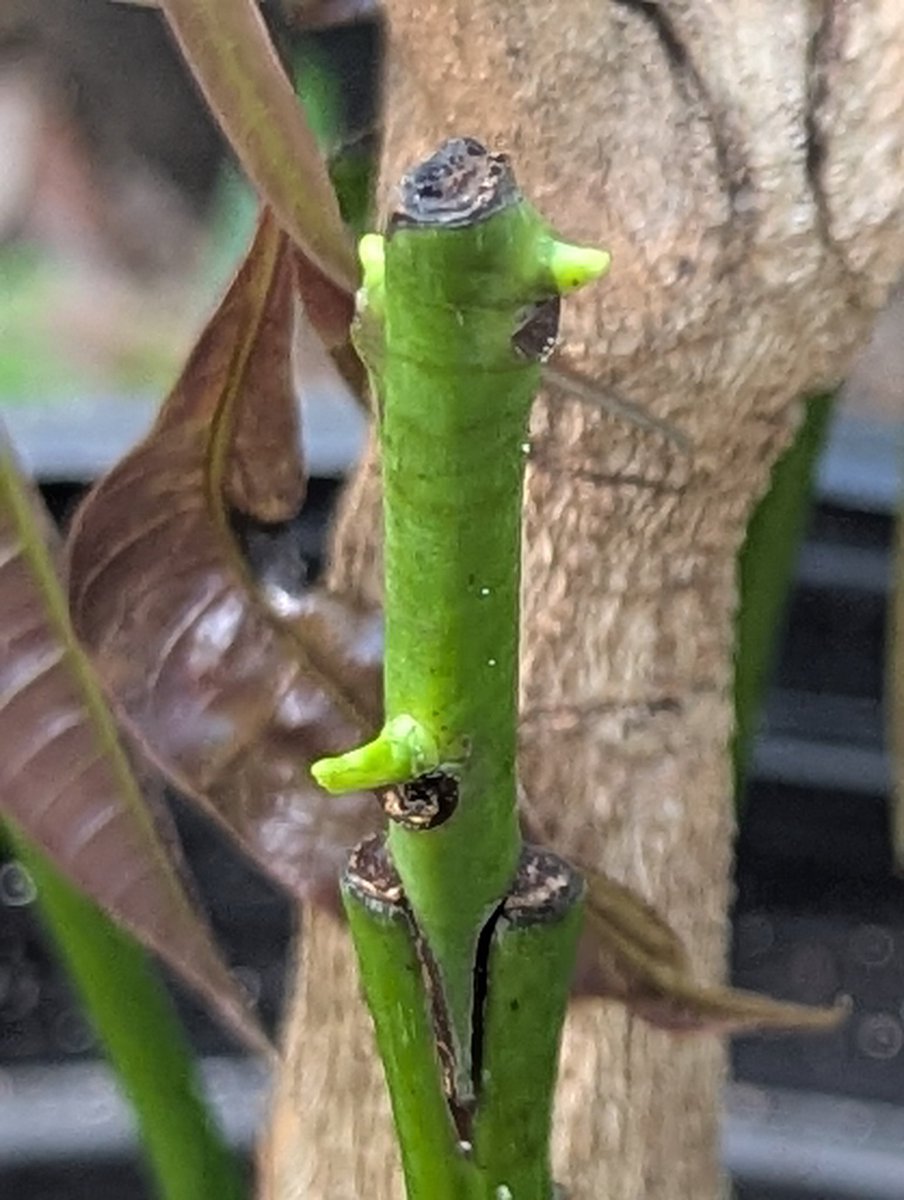 INTRADE2023XMQQ's tweet photo. Fusion of 2 plants doesn't automatically mean they will fuse. It has a low success rate and constant monitoring of the health. Once it does fuse it will symbiotically create a fusion of 2 unique plants into 1.. https://t.co/y3NOCBtJGg