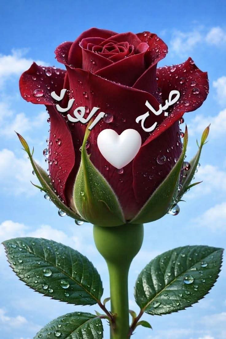 AdreesAlkh87458's tweet photo. @_Sunlight2468 https://t.co/CmiilMBldX