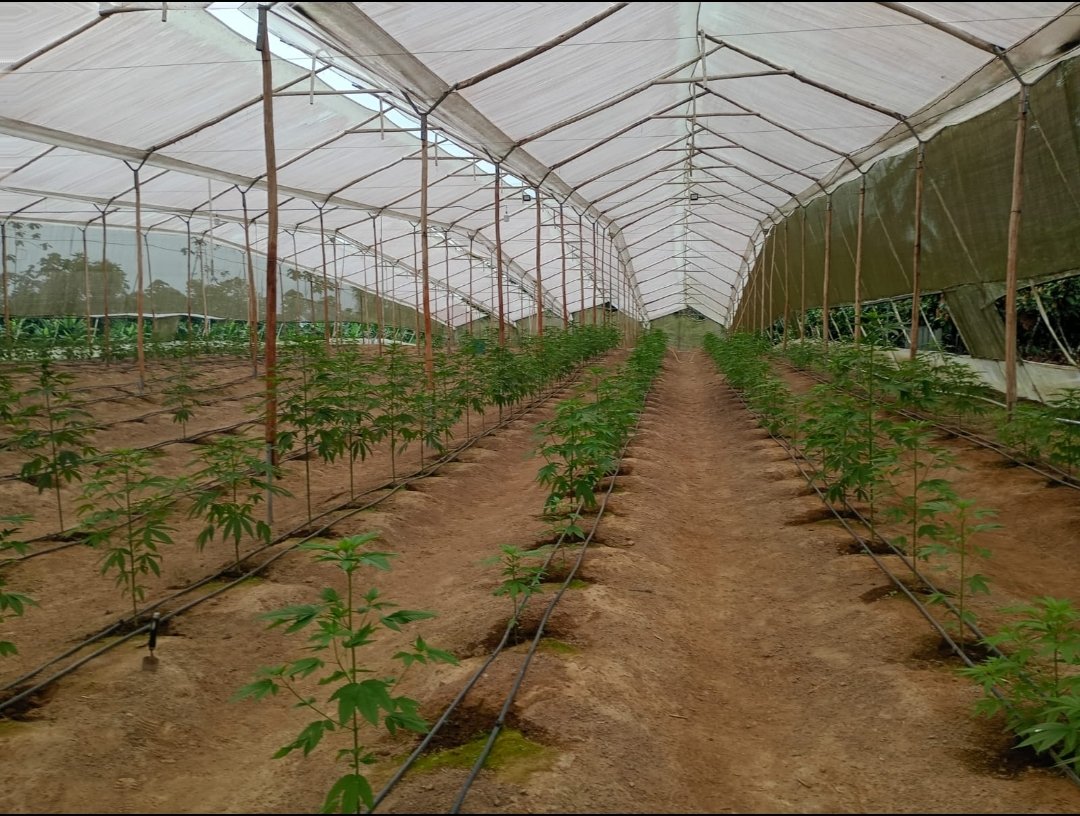 Agricultura_CZ4's tweet photo. #Manabí |  Realizamos inspección a cultivos de cannabis no psicoactivo y cáñamo en los cantones #FlavioAlfaro y #ElCarmen, verificando el cumplimiento de la normativa vigente y fortaleciendo las acciones de control para una producción responsable y en apego a la ley. 🇪🇨🇪🇨 https://t.co/3i9AT9pLl0