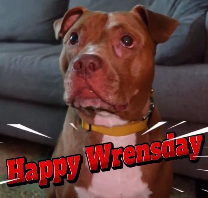 NVhowlingWolves's tweet photo. Happy WrensDay 🧡😎 

  🚨🚨 Officially Official 🚨🚨

                    Trunks 🐶

  is the #AndNew Mascot of

        #Wrenqcc 🧡😎🩶😎 https://t.co/PWFC1LHCZ5