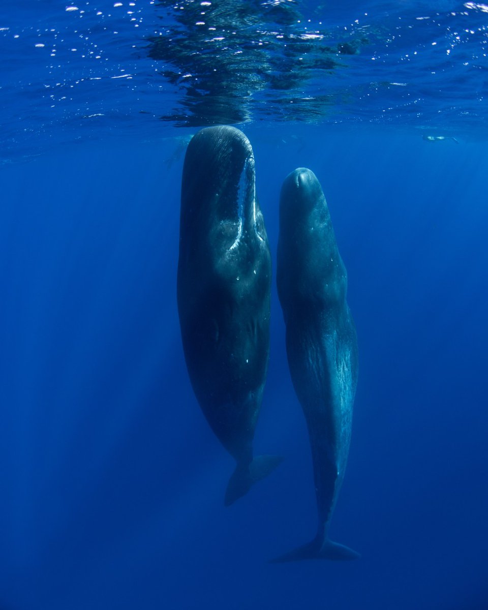oceana tweet picture