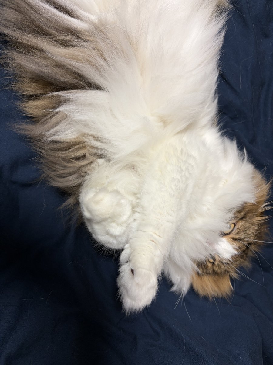 YOMEYUME1's tweet photo. おはよ https://t.co/zWVIn2zxV3