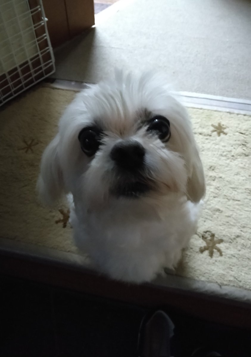 okonosuke's tweet photo. 今日のワン。
散歩は雨天中止になりそうです。
玄関で待機しているので外に出て強く降っている様子を見せました。
#マルチーズ #ペキニーズ https://t.co/fFgH3X0B2e