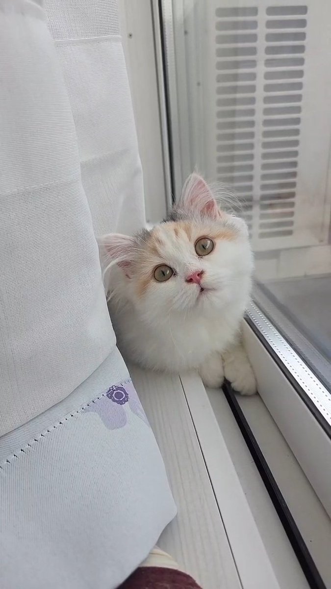 maychan3128's tweet photo. 何か見えとりますよ🐱

#ミヌエット
#短足猫 
#猫 https://t.co/hRoAdtL1KK