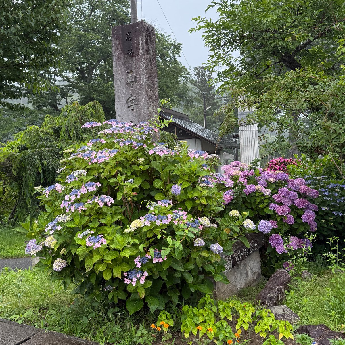 KP4V2's tweet photo. 梅雨のしっとりした空気に包まれて、紫陽花が鮮やかに咲き誇る朝。
川面を渡る風がやさしく吹いてますよう。
シトシトという感じの雨ですね☔　紫陽花も爽やかですね。
☔💠 #天気 #紫陽花 #梅雨　#空ネット　#イマソラ　#福島県 https://t.co/4AhLmT59Gv