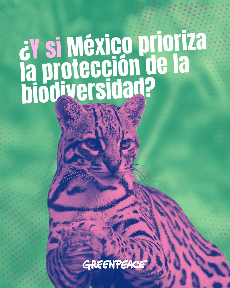greenpeacemx's tweet photo. ¿Y si México prioriza proteger el medio ambiente? 🇲🇽 🌳

La lucha ambiental en México es difícil, pero ya hemos demostrado muchas veces que si unimos nuestras voces, podemos lograr cualquier victoria. 💪

Suma tu voz en la petición https://t.co/JgGHyFhZ4i. ✍️ https://t.co/jwDJhZI2EK