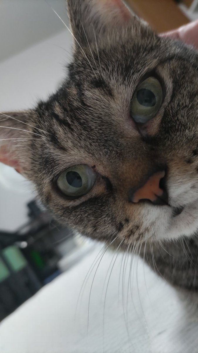 キジトラ猫