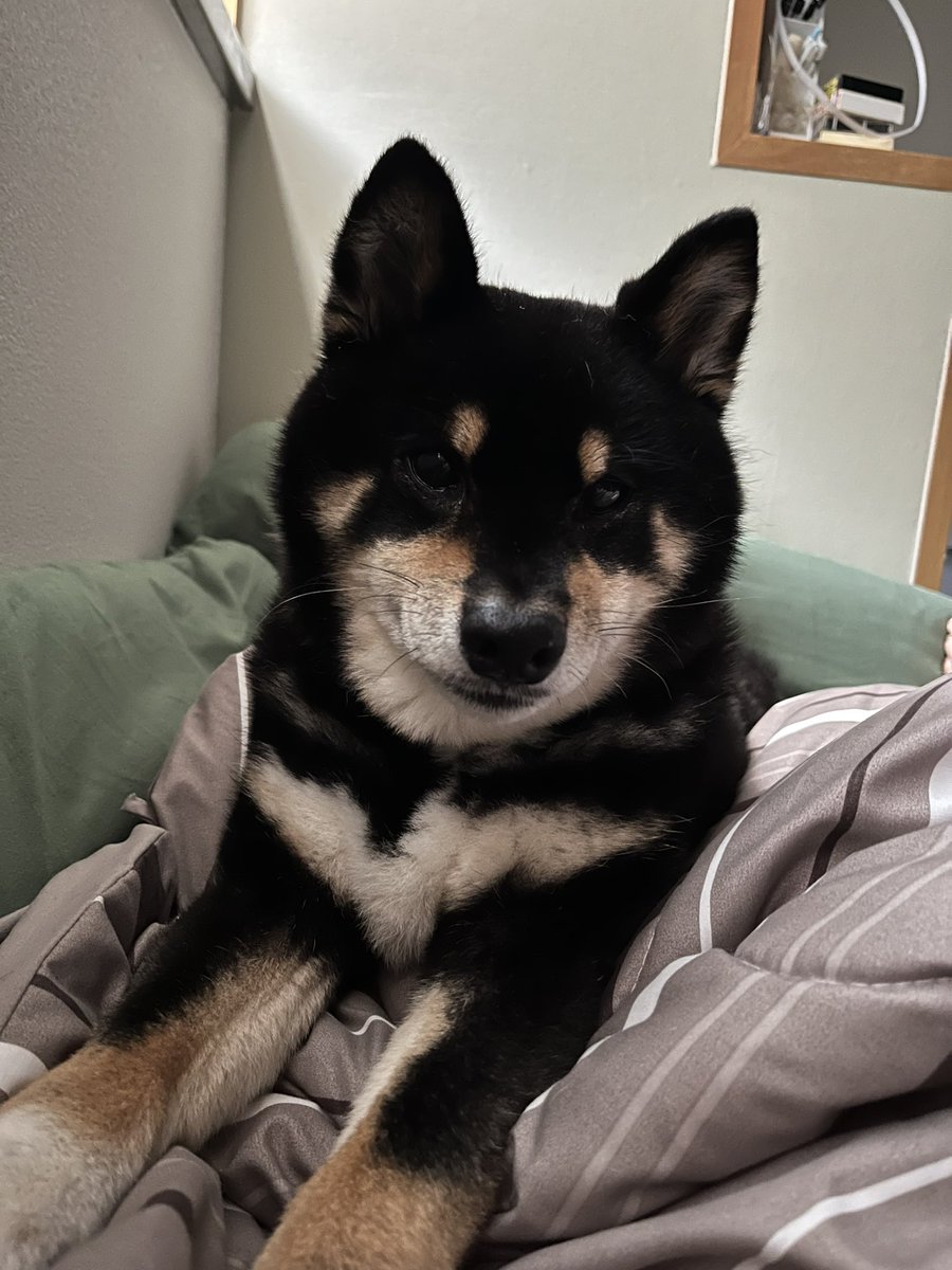 RukoLife's tweet photo. おはわん🐶
まだお腹の調子は良くない感じ😭
腰も痛いのに😓

そんな中こたろうがおかしゃんのベッドから降りない💦
自分のベッドで寝てくれればいいのに顔の近くだったり足の方だったり💦

幸せだけど熟睡できなかった
嬉しいんだけどね😍😅

#柴犬 https://t.co/7iaquzRF6g