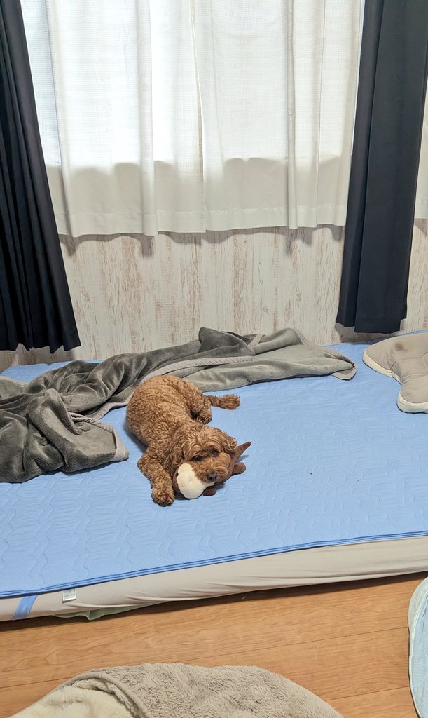 Waffle_Cockapoo's tweet photo. 雨だから散歩行けないんでしょ…の顔。
#コッカプー
#犬好き https://t.co/gHdvbDGMbr