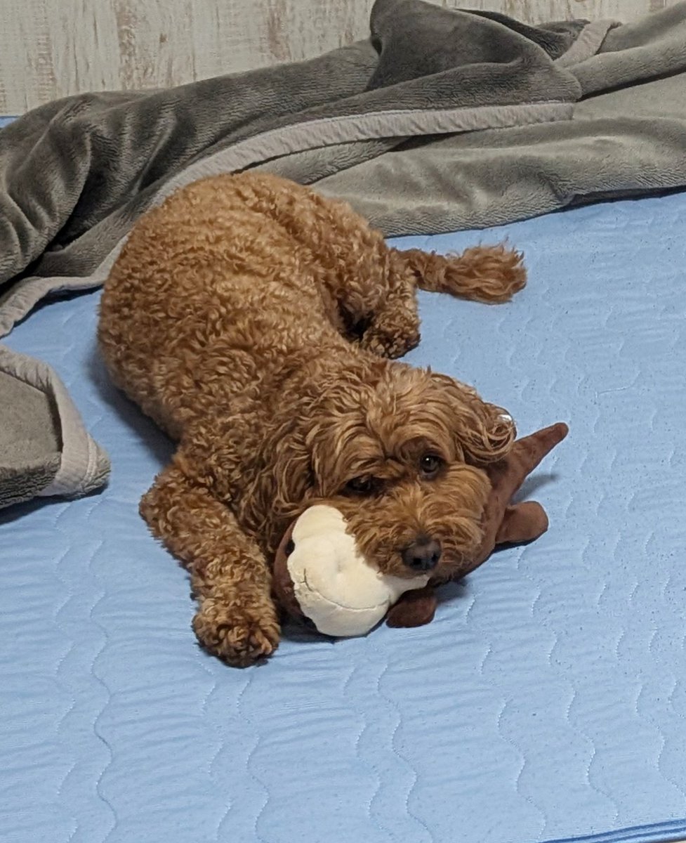 Waffle_Cockapoo's tweet photo. 雨だから散歩行けないんでしょ…の顔。
#コッカプー
#犬好き https://t.co/gHdvbDGMbr