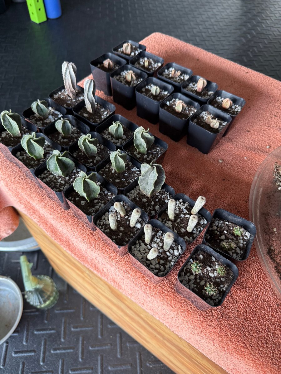 Charlie_462's tweet photo. Had fun replanting the young cactus 🌵 plants today 👍 https://t.co/wFcZL6glGO