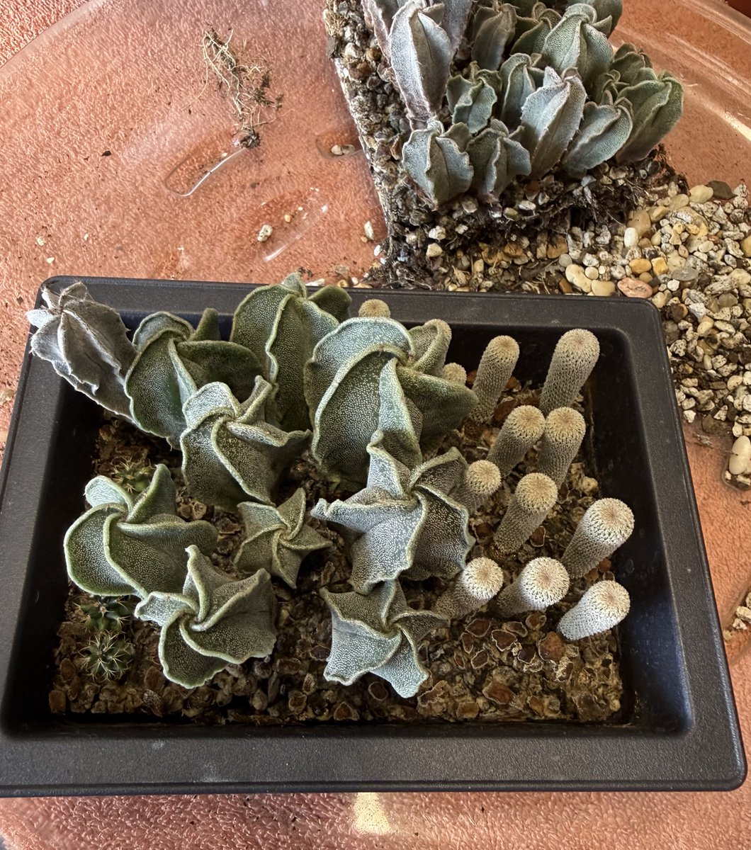 Charlie_462's tweet photo. Had fun replanting the young cactus 🌵 plants today 👍 https://t.co/wFcZL6glGO