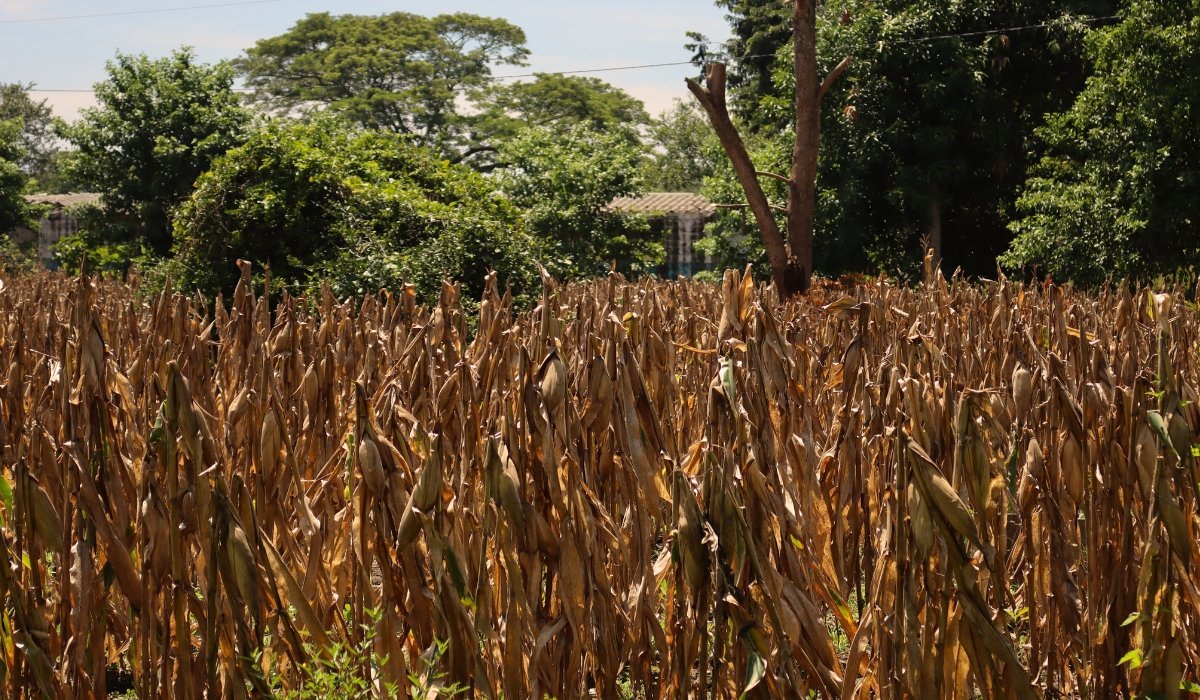 ysuca91siete's tweet photo. #Agricultura | El Salvador enfrenta las primeras condiciones de sequía meteorológica de la temporada, con una reducción de lluvias registrada desde el pasado 23 de junio, según el informe “Restricción de lluvias y condiciones de sequía meteorológica en El Salvador” del MMARN. 

📎Más información: https://t.co/SbRrhE2kEr