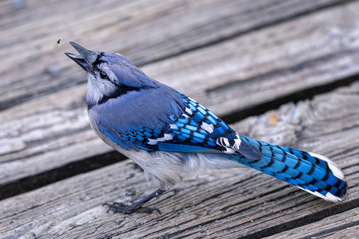 JocAPhotography's tweet photo. A Blue Jay that caught a flying ant on the boardwalk and is about to have a little snack https://t.co/pOU2lft2kh