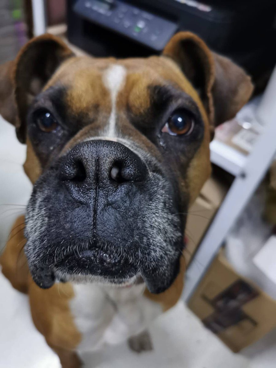 RescateAnimal's tweet photo. 🟢 ¿ME ADOPTAS?
¡Me llamo Dolores! Conoce más 👇🏻 

♀️ Hembra | 4-5 añitos
✴️ Talla mediana
💟 Convive con perritos
✅ Vacunada, desparasitada y esterilizada
🇲🇽 Adopción en CDMX y Edomex

👨‍👩‍👦‍👦✨️ ¿Me das una oportunidad?

☎️ Carolina
https://t.co/eKOAFv6F5h 🐾 https://t.co/PXMxvRxwdY