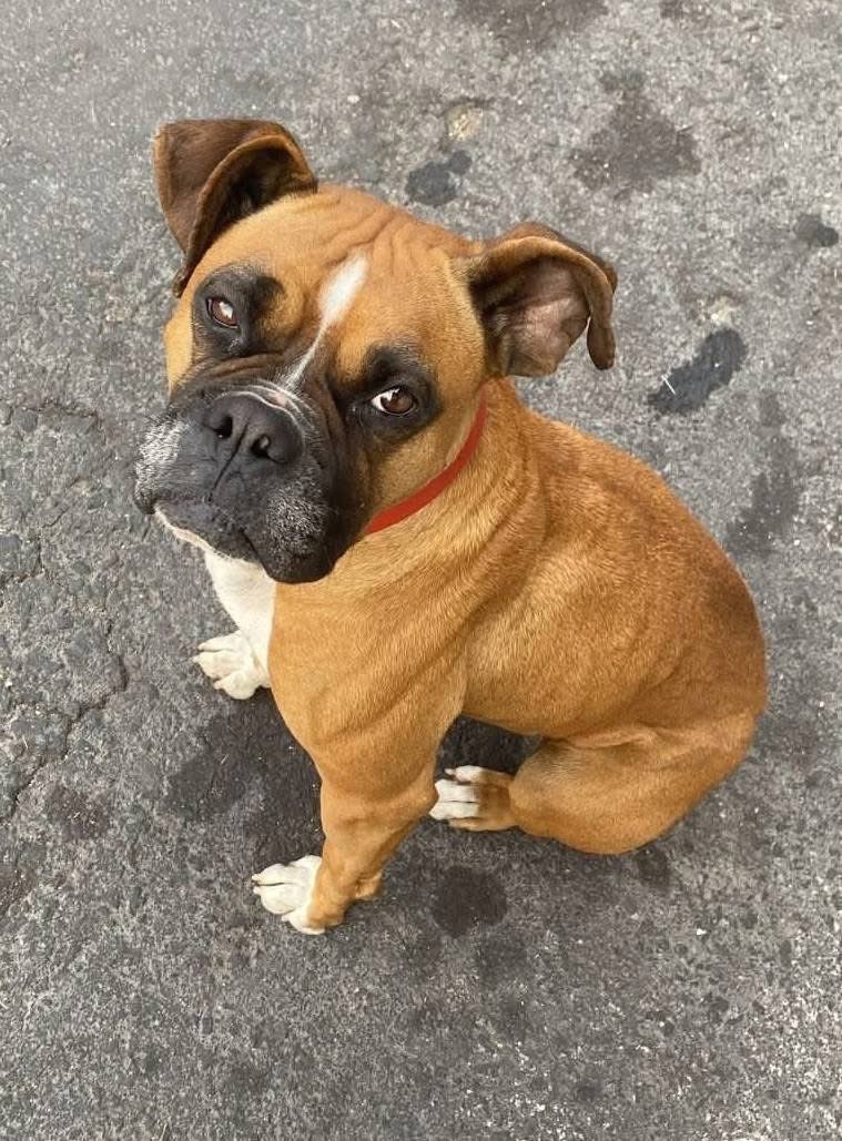 RescateAnimal's tweet photo. 🟢 ¿ME ADOPTAS?
¡Me llamo Dolores! Conoce más 👇🏻 

♀️ Hembra | 4-5 añitos
✴️ Talla mediana
💟 Convive con perritos
✅ Vacunada, desparasitada y esterilizada
🇲🇽 Adopción en CDMX y Edomex

👨‍👩‍👦‍👦✨️ ¿Me das una oportunidad?

☎️ Carolina
https://t.co/eKOAFv6F5h 🐾 https://t.co/PXMxvRxwdY