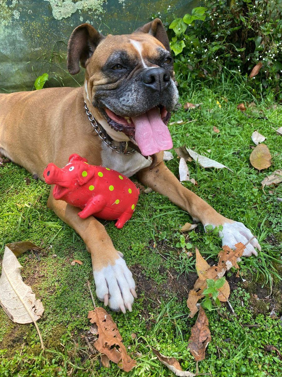 RescateAnimal's tweet photo. 🟢 ¿ME ADOPTAS?
¡Me llamo Dolores! Conoce más 👇🏻 

♀️ Hembra | 4-5 añitos
✴️ Talla mediana
💟 Convive con perritos
✅ Vacunada, desparasitada y esterilizada
🇲🇽 Adopción en CDMX y Edomex

👨‍👩‍👦‍👦✨️ ¿Me das una oportunidad?

☎️ Carolina
https://t.co/eKOAFv6F5h 🐾 https://t.co/PXMxvRxwdY