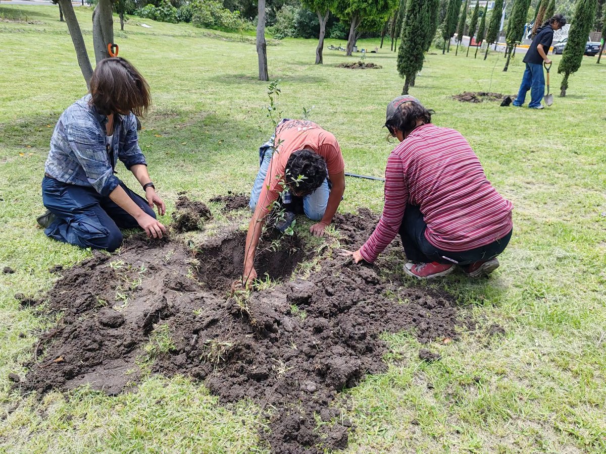 arboles_puebla's tweet photo. Plantación en torno al #AhuehuetedeCumulodeVirgo, en el marco del #DíaNacionalDelAhuehuete.
11 nuevos árboles y 15 plantas nativas para polinizadores.

¡Con estudiantes de Artes BUAP, Tlaltecoch Cuautlancingo y Huerta Calvariotitla quienes donaron palo blanco, hizache y mezquite https://t.co/OR6v2YfbT7