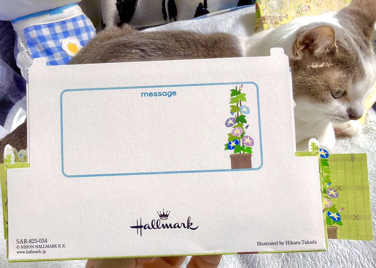anuenue00's tweet photo. 猫好きに刺さった立体ポストカード🐱💌 

ホールマークの、夏のグリーティングカードやね🍧
猫さんにかき氷屋の中の貼り紙とか細かい日本の夏が詰まっとる🎐
揺れる氷旗を動画にキャプチャした📸

皆は好きなカードやハガキはありますか？😸

今日もお疲れ様✨
 #猫のいる暮らし𓏲𓎨 
 #ASMR ? https://t.co/UxeT7hs4ro