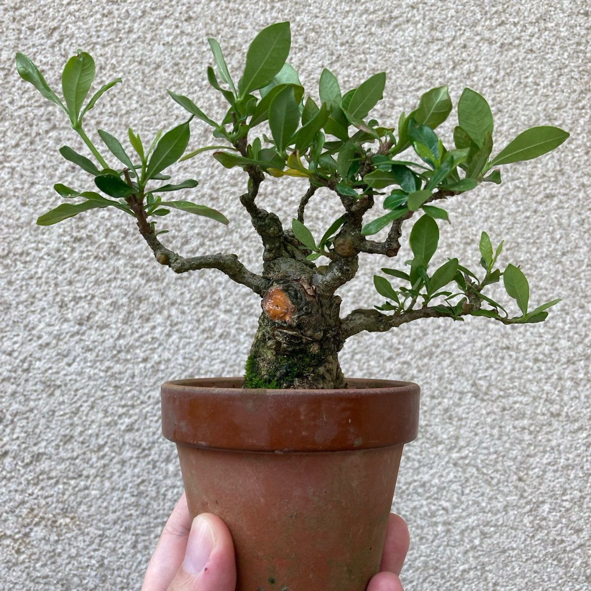 クチナシです。ようやく葉刈りをしました。毎年植え替えているのと