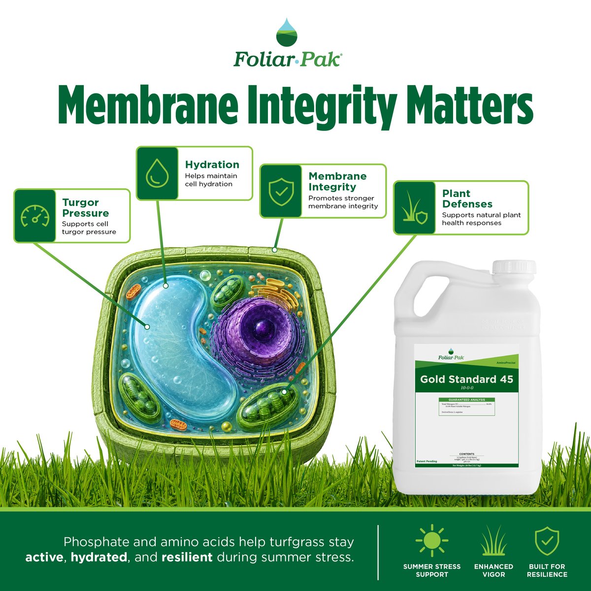 FoliarPak's tweet photo. Under summer stress, turf performance starts at the cellular level.

Gold Standard 45 combines phosphite and amino acids to help maintain cell hydration, turgor pressure, membrane integrity, and natural plant defense activity. https://t.co/kUTAw540AQ