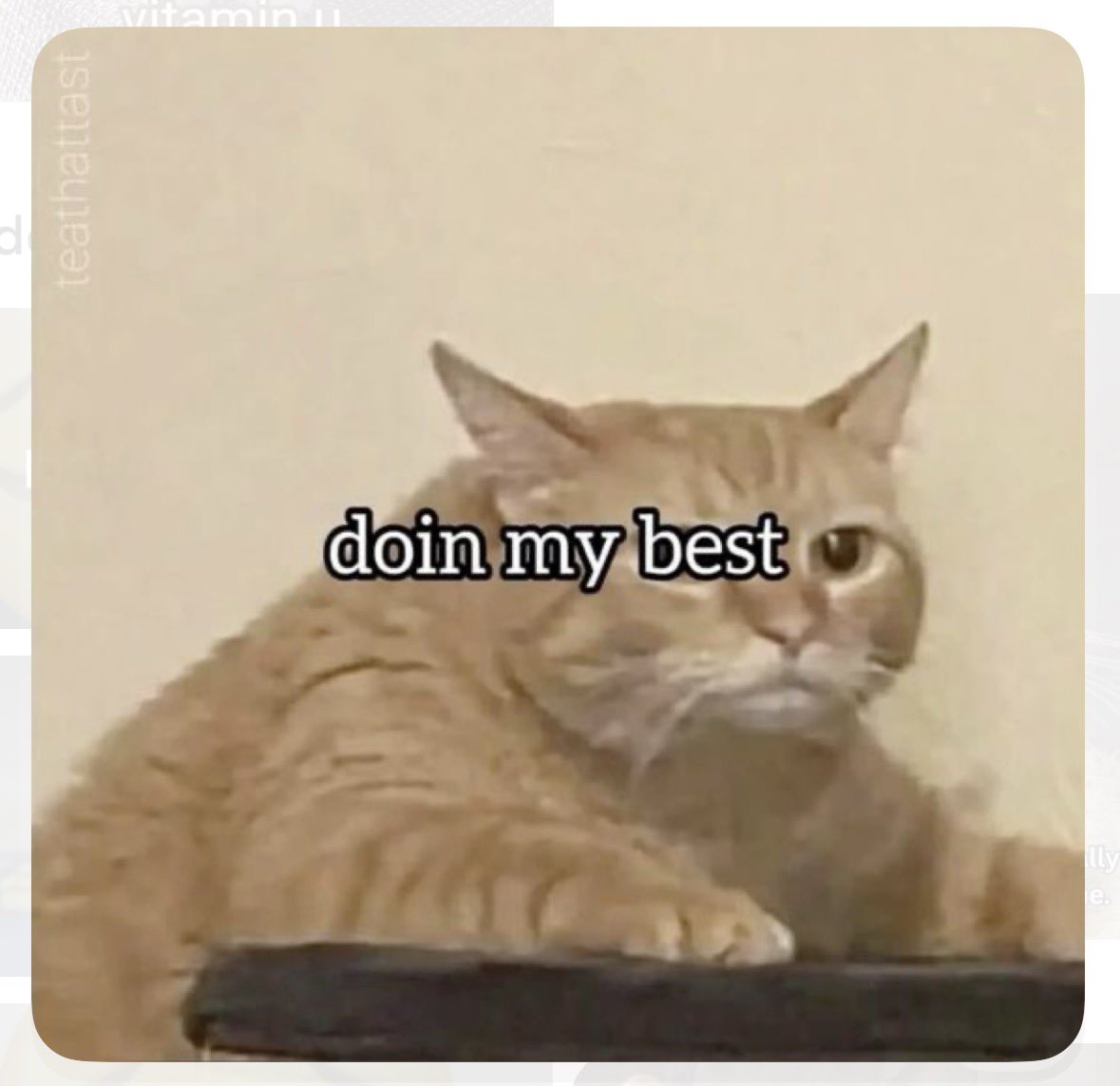 cattribunal's tweet photo. https://t.co/3DaiVLZplL